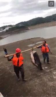 水库大鱼爆料视频,水库大鱼惊现！揭秘神秘爆鱼视频背后的真相